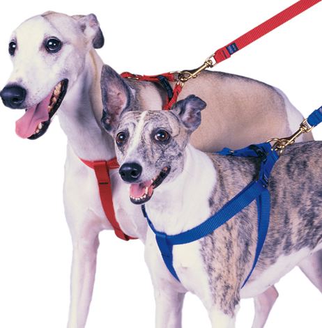 How to put on a dog harness