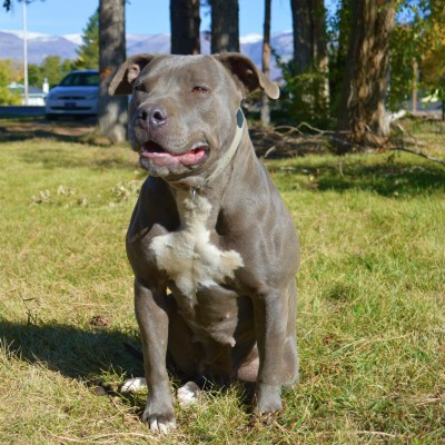 What Actually Causes the “Blue” in Blue Nose Pitbulls