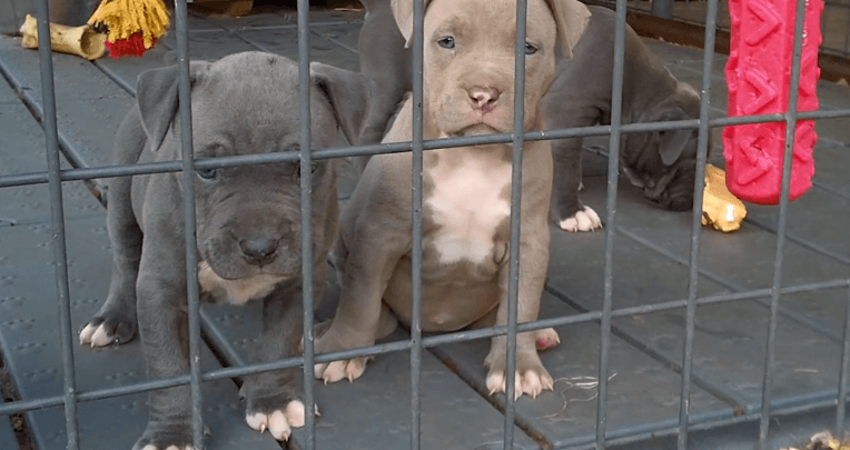 What You Need to Know Before Adopting a Pitbull for Your Home